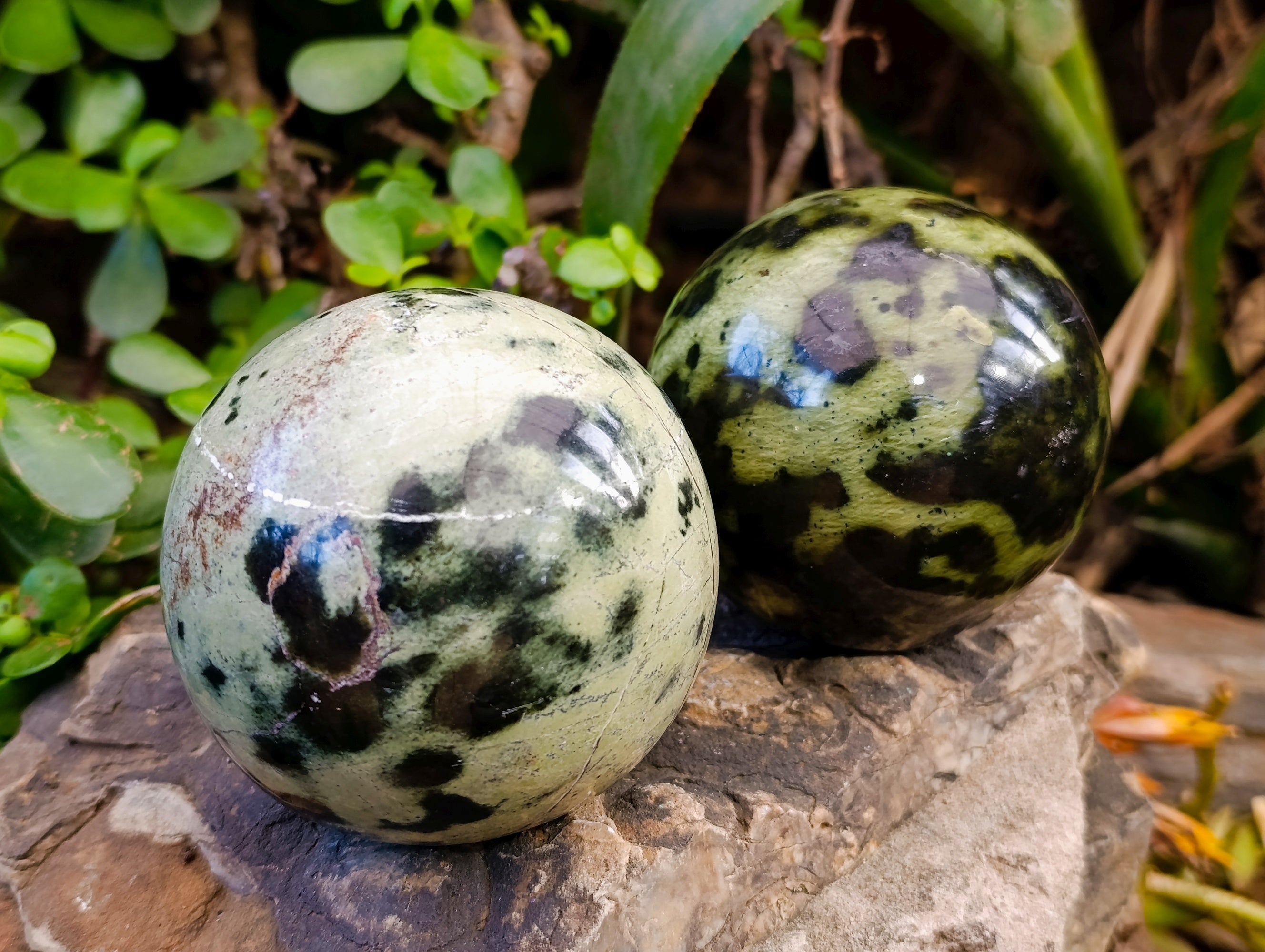 Polished Leopard Stone Spheres x 2 From Nyanga, Zimbabwe - Toprock Gemstones and Minerals 