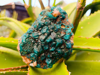 Natural Dioptase with Chrysocolla, Malachite and Shattuckite Specimens x 2 From Likasi, Congo - Toprock Gemstones and Minerals 