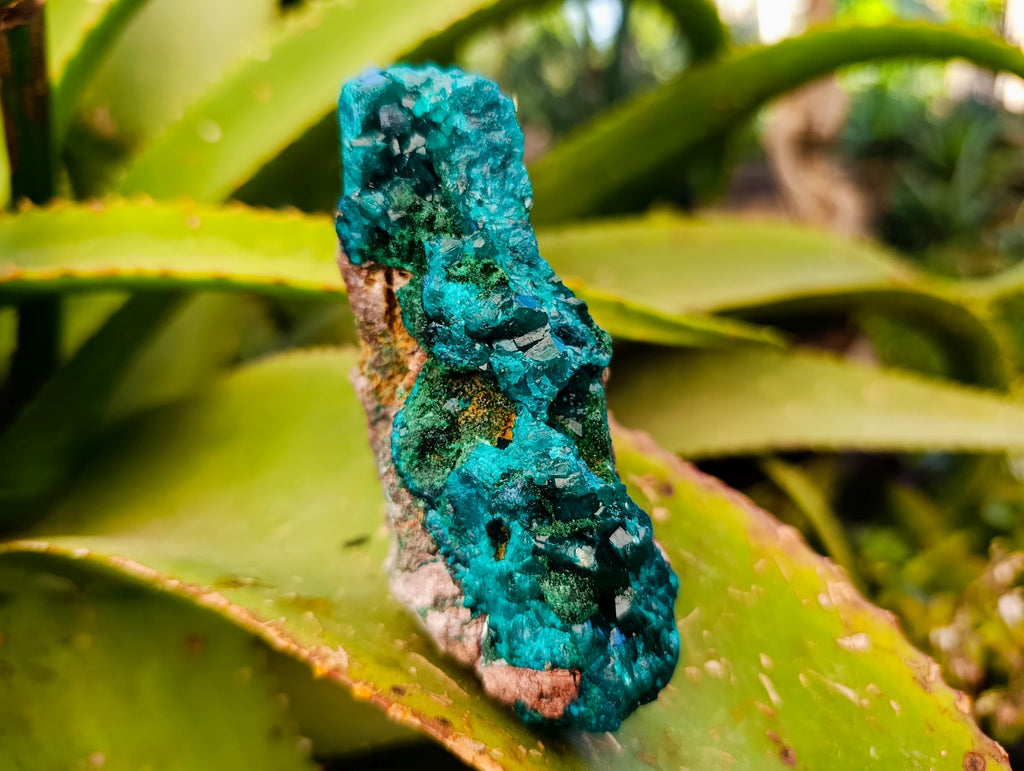 Natural Dioptase with Chrysocolla, Malachite and Shattuckite Specimens x 2 From Likasi, Congo - Toprock Gemstones and Minerals 