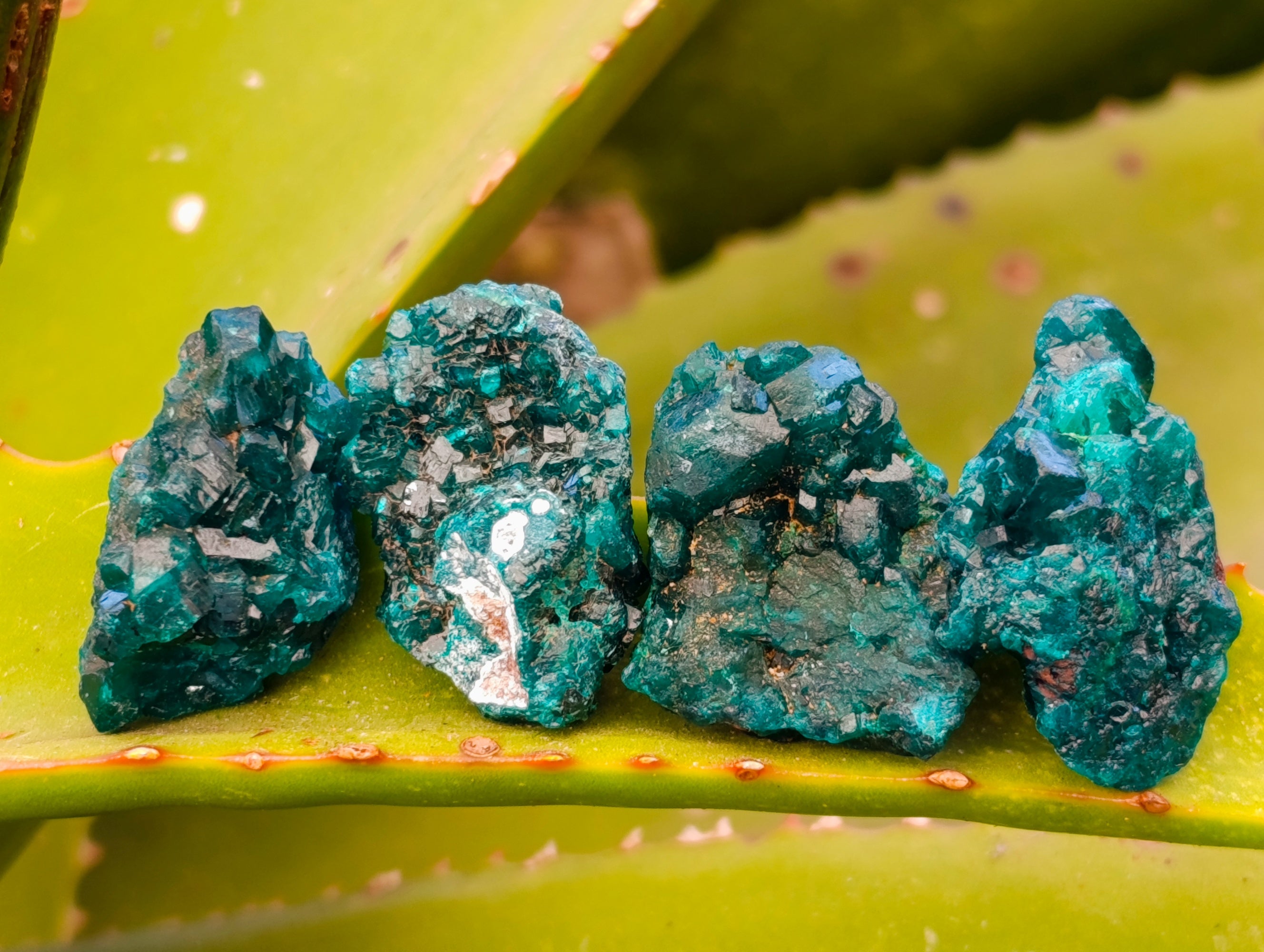 Natural Small Dioptase on Dolomite Matrix Specimens x 35 From Likasi, Congo - Toprock Gemstones and Minerals 