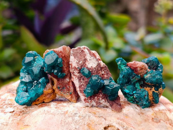 Natural Small Dioptase on Dolomite Matrix Specimens x 35 From Likasi, Congo
