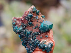 Natural Small Dioptase on Dolomite Matrix Specimens x 35 From Likasi, Congo - Toprock Gemstones and Minerals 