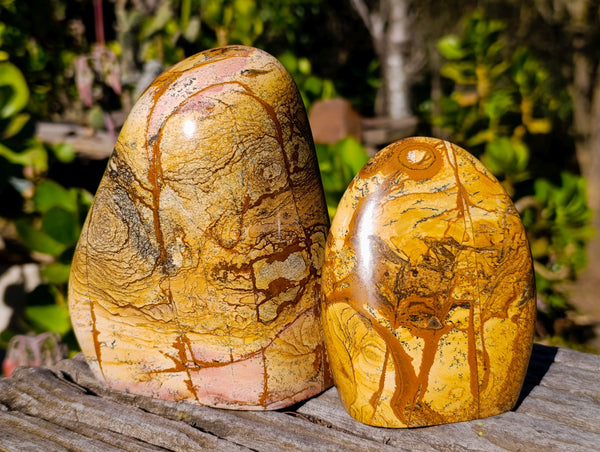 Polished Picture Stone Jasper Standing Free Forms x 2 From Ais-Ais, Namibia