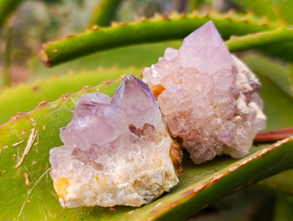 Natural Amethyst Spirit Quartz Clusters x 20 From Boekenhouthoek, South Africa - Toprock Gemstones and Minerals 