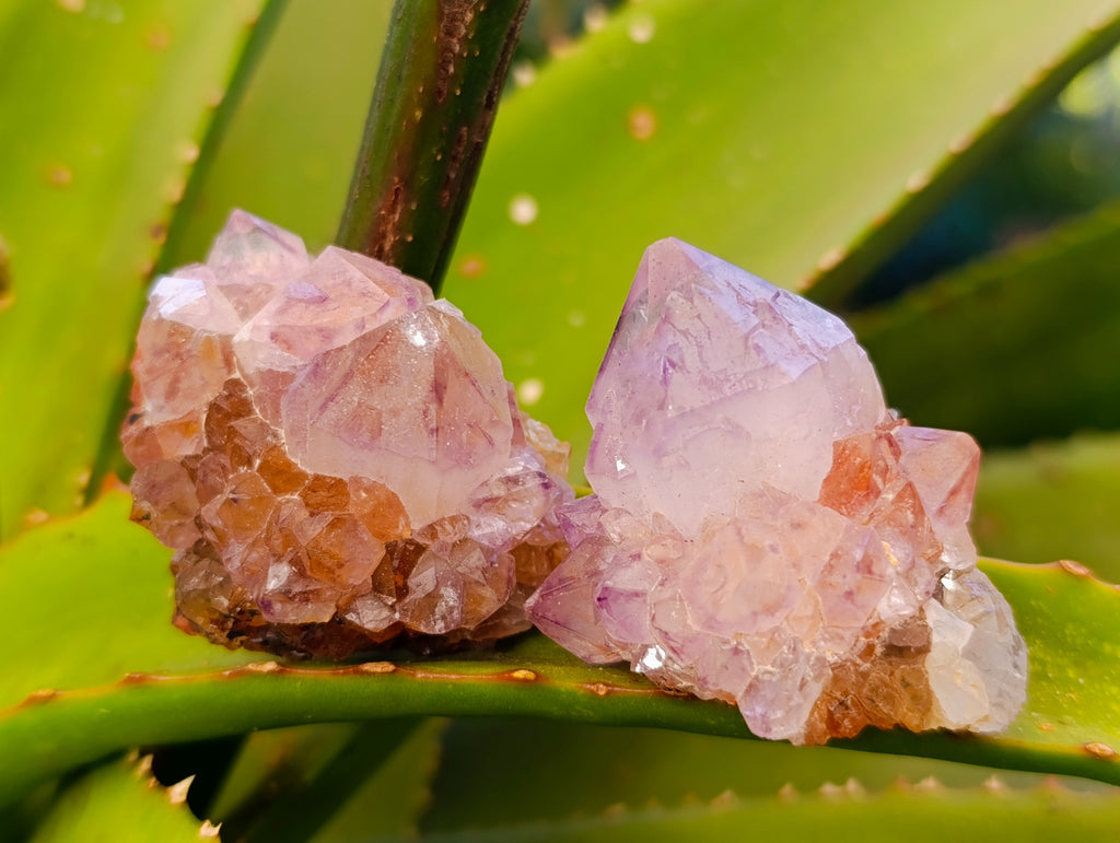 Natural Amethyst Spirit Quartz Clusters x 20 From Boekenhouthoek, South Africa - Toprock Gemstones and Minerals 