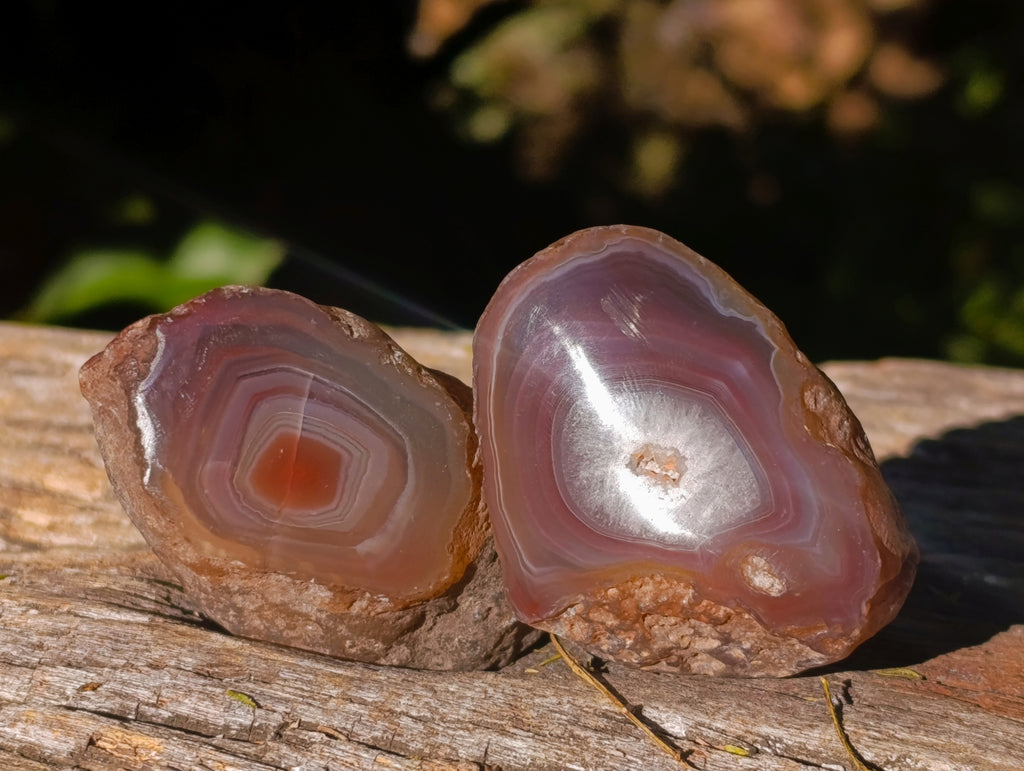 Polished On One Side Red Sashe River Agate Nodules x 20 From Zimbabwe - Toprock Gemstones and Minerals 
