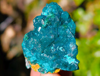 Natural Dioptase on Dolomite Matrix Specimens x 12 From Likasi, Congo - Toprock Gemstones and Minerals 