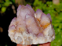 Natural Amethyst Spirit Quartz Clusters x 12 From Boekenhouthoek, South Africa