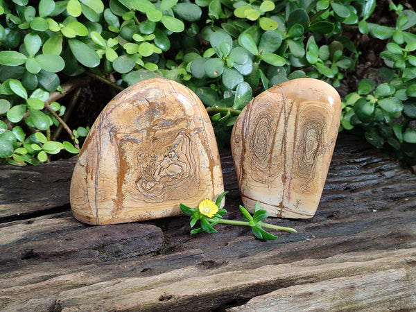 Polished Picture Stone Jasper Standing Free Forms x 2 From Ais-Ais, Namibia