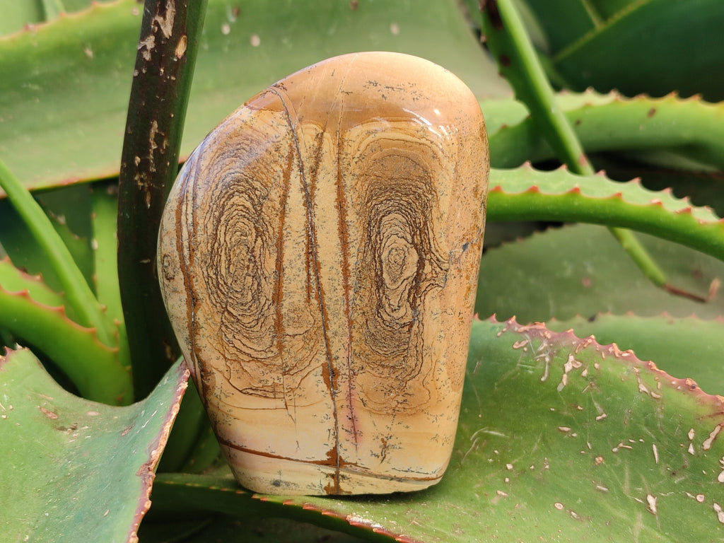 Polished Picture Stone Jasper Standing Free Forms x 2 From Ais-Ais, Namibia - Toprock Gemstones and Minerals 