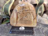 Polished Picture Stone Jasper Standing Free Forms x 2 From Ais-Ais, Namibia - Toprock Gemstones and Minerals 