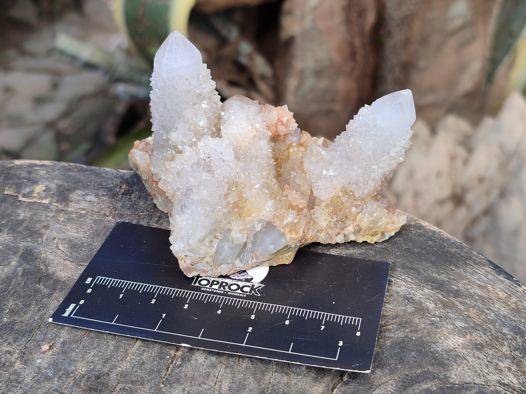 Natural Spirit Quartz Clusters x 6 From Boekenhouthoek, South Africa - Toprock Gemstones and Minerals 