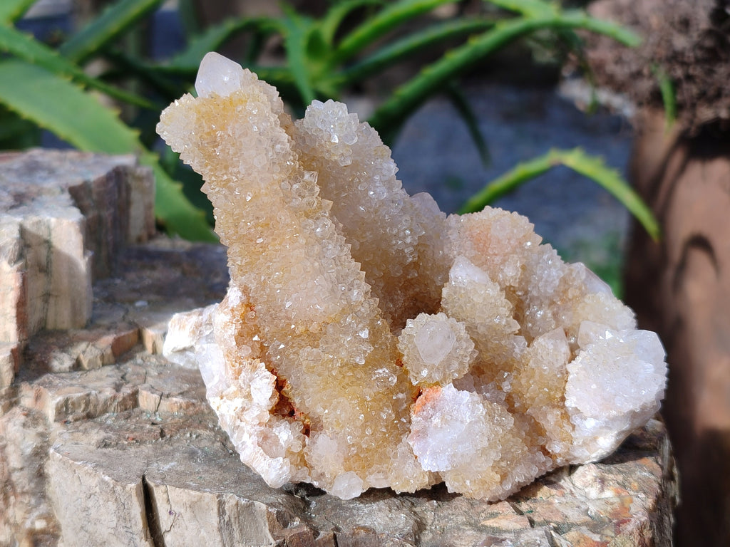Natural Spirit Quartz Clusters x 6 From Boekenhouthoek, South Africa - Toprock Gemstones and Minerals 