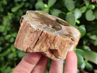 Polished Petrified Wood Branches x 4 From Gokwe, Zimbabwe - Toprock Gemstones and Minerals 