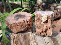 Polished Petrified Wood Branches x 4 From Gokwe, Zimbabwe - Toprock Gemstones and Minerals 