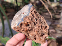 Polished Petrified Wood Branches x 4 From Gokwe, Zimbabwe - Toprock Gemstones and Minerals 