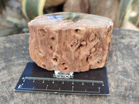 Polished Petrified Wood Branches x 4 From Gokwe, Zimbabwe - Toprock Gemstones and Minerals 