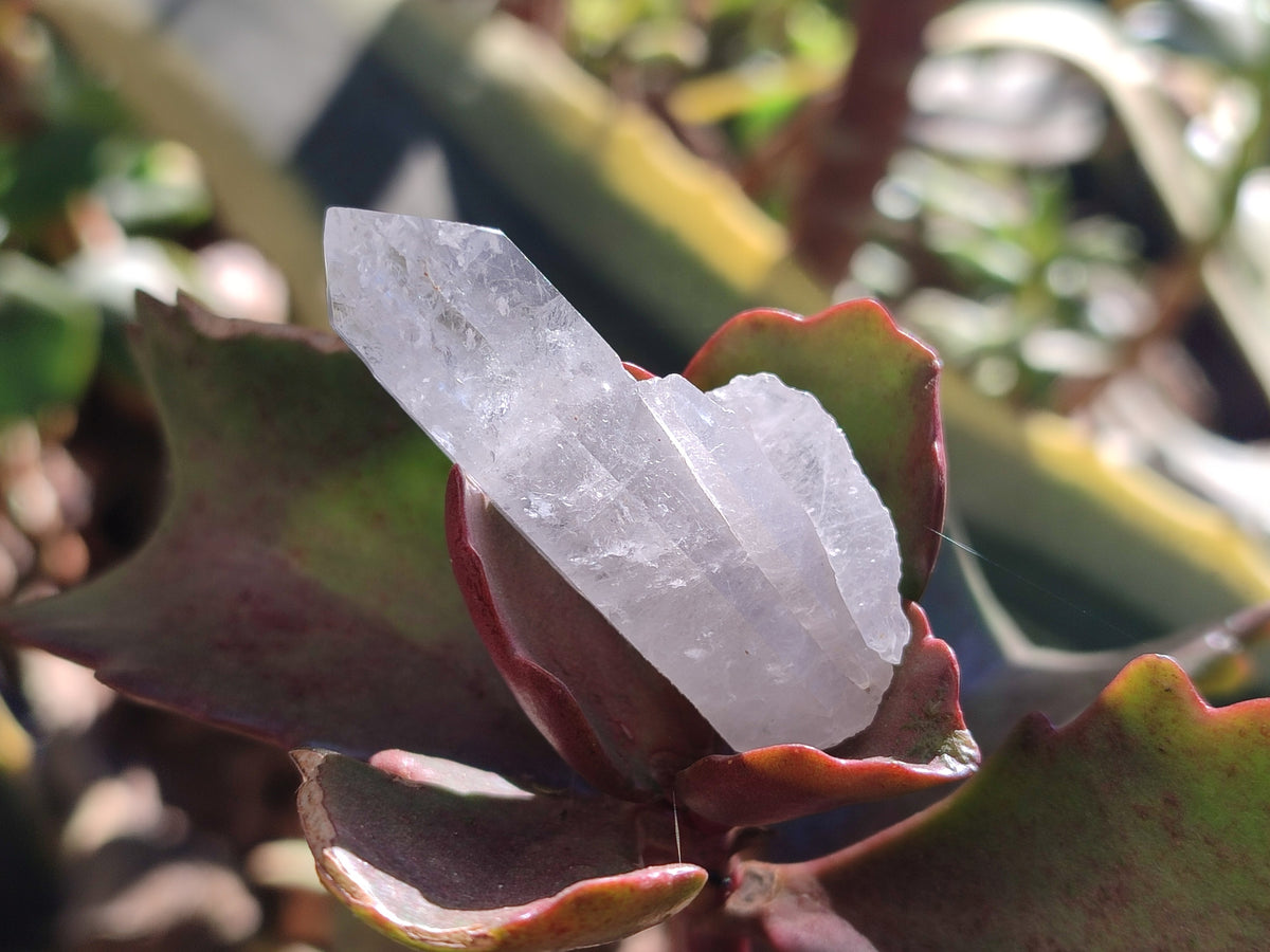 Natural Clear Quartz Crystals x 3 Kg Lot From Zambia - Toprock Gemstones and Minerals 