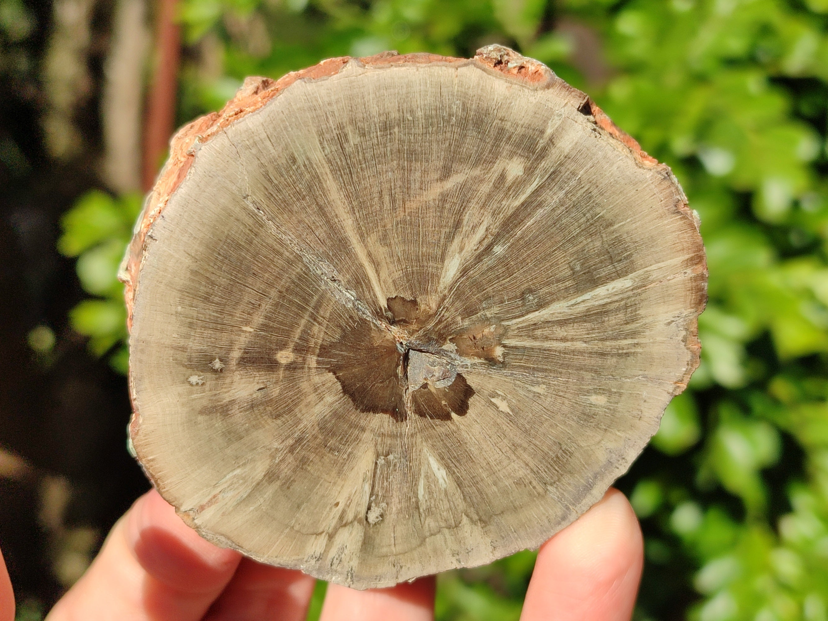 Polished Petrified Wood Branches x 4 From Gokwe, Zimbabwe - Toprock Gemstones and Minerals 