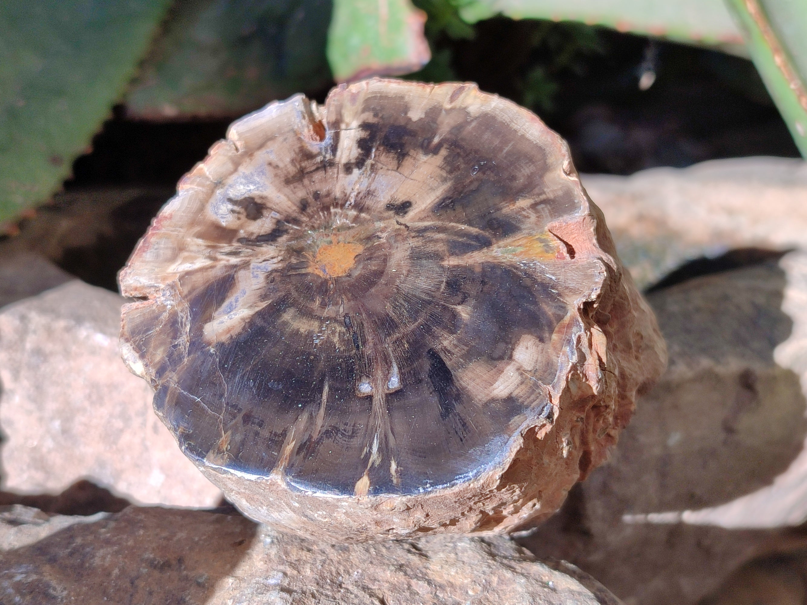 Polished Petrified Wood Branches x 4 From Gokwe, Zimbabwe - Toprock Gemstones and Minerals 
