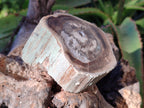 Polished Petrified Wood Branches x 4 From Gokwe, Zimbabwe - Toprock Gemstones and Minerals 