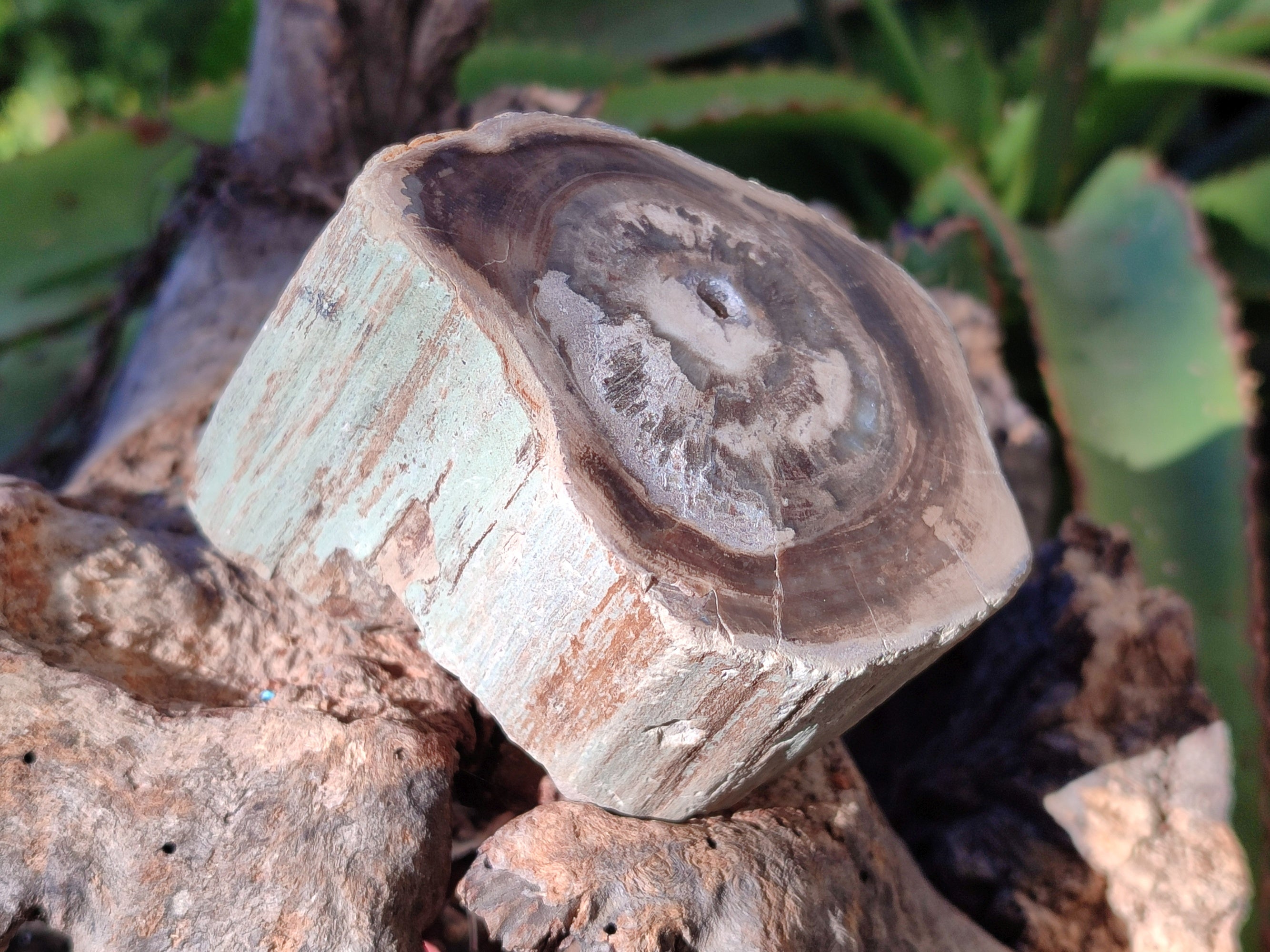 Polished Petrified Wood Branches x 4 From Gokwe, Zimbabwe - Toprock Gemstones and Minerals 