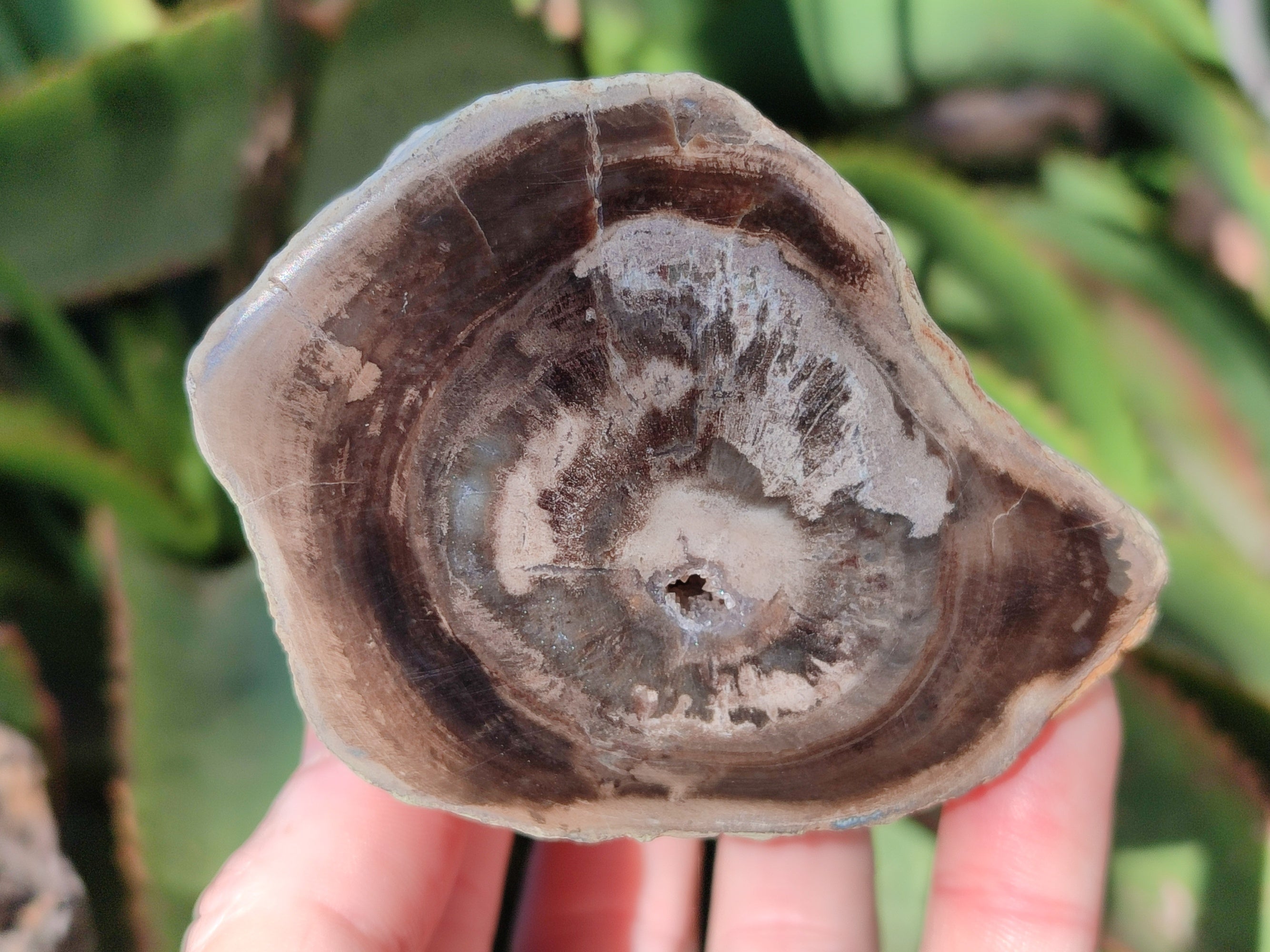 Polished Petrified Wood Branches x 4 From Gokwe, Zimbabwe - Toprock Gemstones and Minerals 