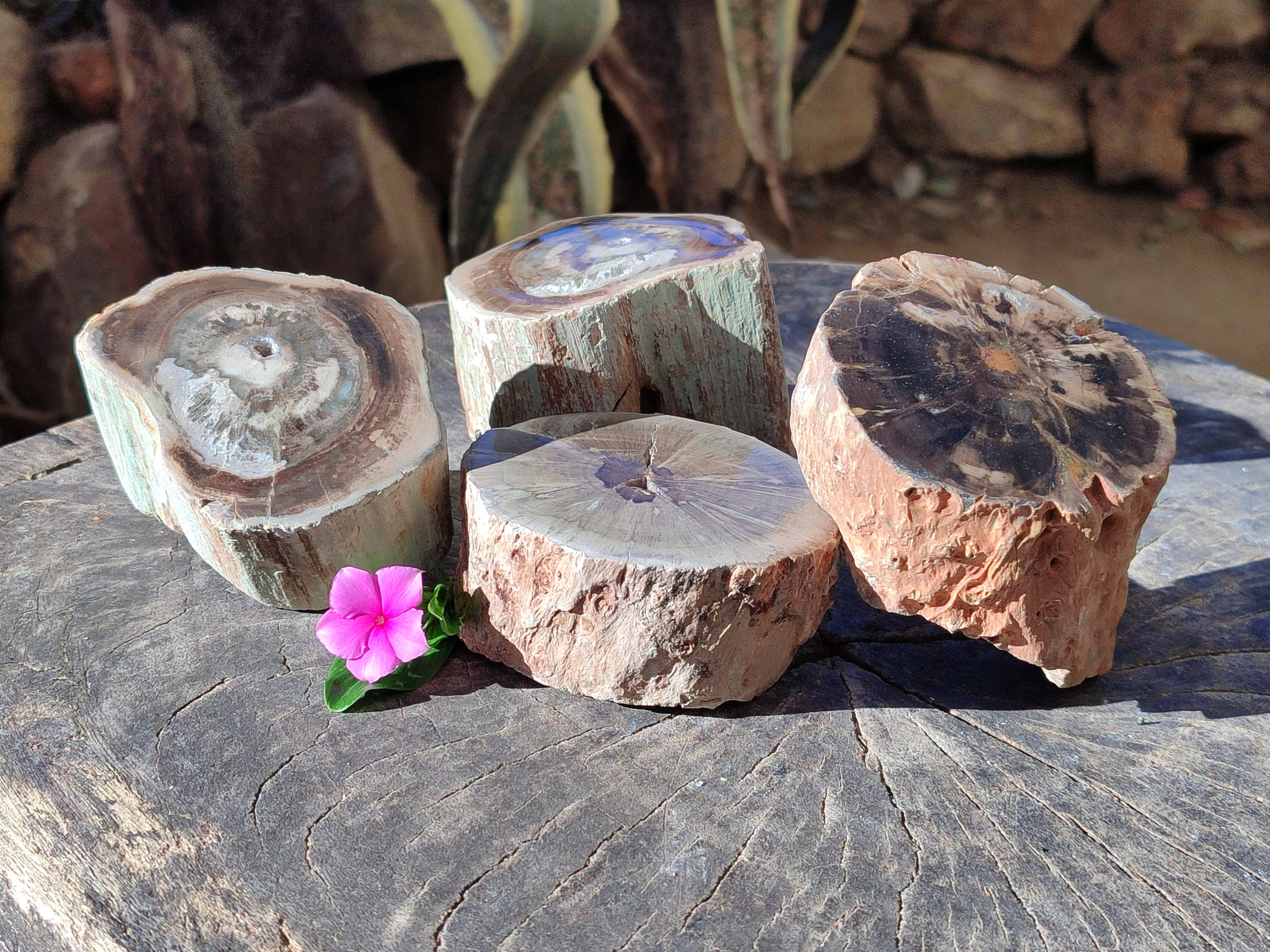 Polished Petrified Wood Branches x 4 From Gokwe, Zimbabwe - Toprock Gemstones and Minerals 
