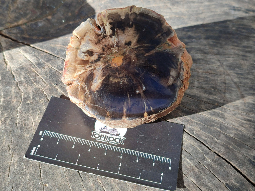 Polished Petrified Wood Branches x 4 From Gokwe, Zimbabwe - Toprock Gemstones and Minerals 