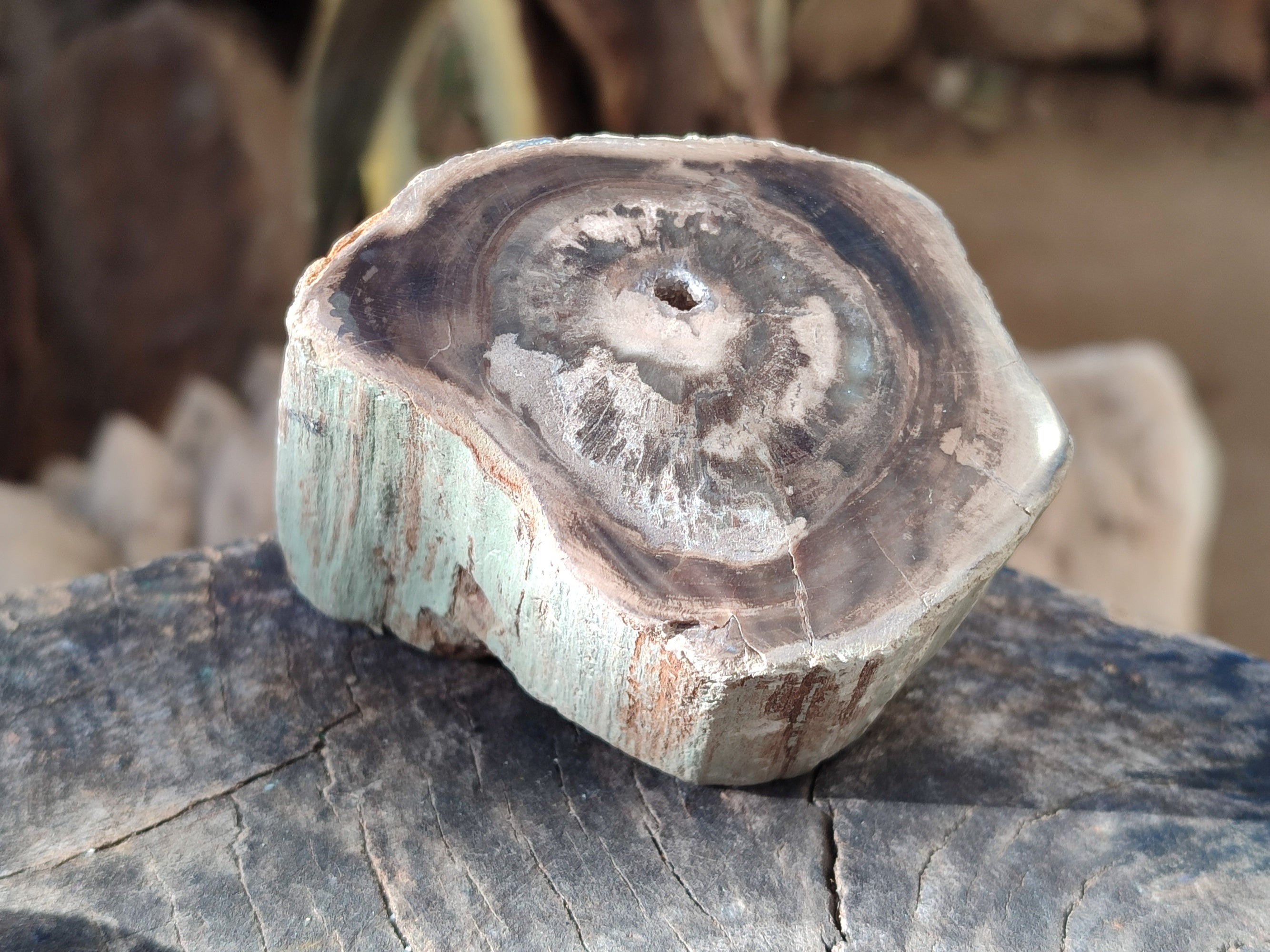 Polished Petrified Wood Branches x 4 From Gokwe, Zimbabwe - Toprock Gemstones and Minerals 