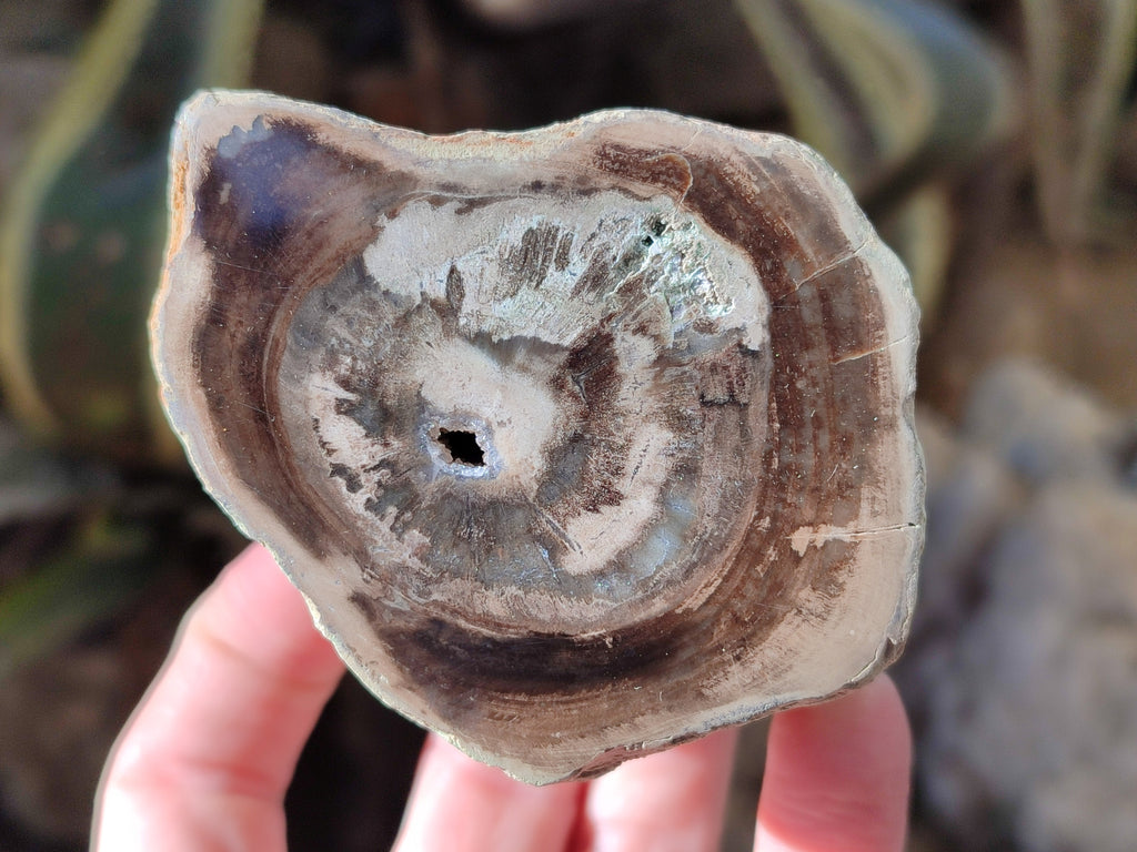Polished Petrified Wood Branches x 4 From Gokwe, Zimbabwe - Toprock Gemstones and Minerals 