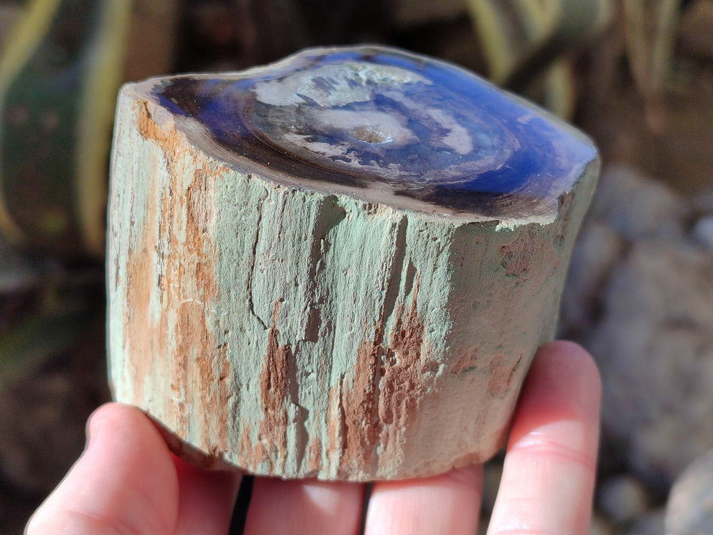 Polished Petrified Wood Branches x 4 From Gokwe, Zimbabwe - Toprock Gemstones and Minerals 