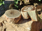 Polished Petrified Wood Branches x 4 From Gokwe, Zimbabwe - Toprock Gemstones and Minerals 