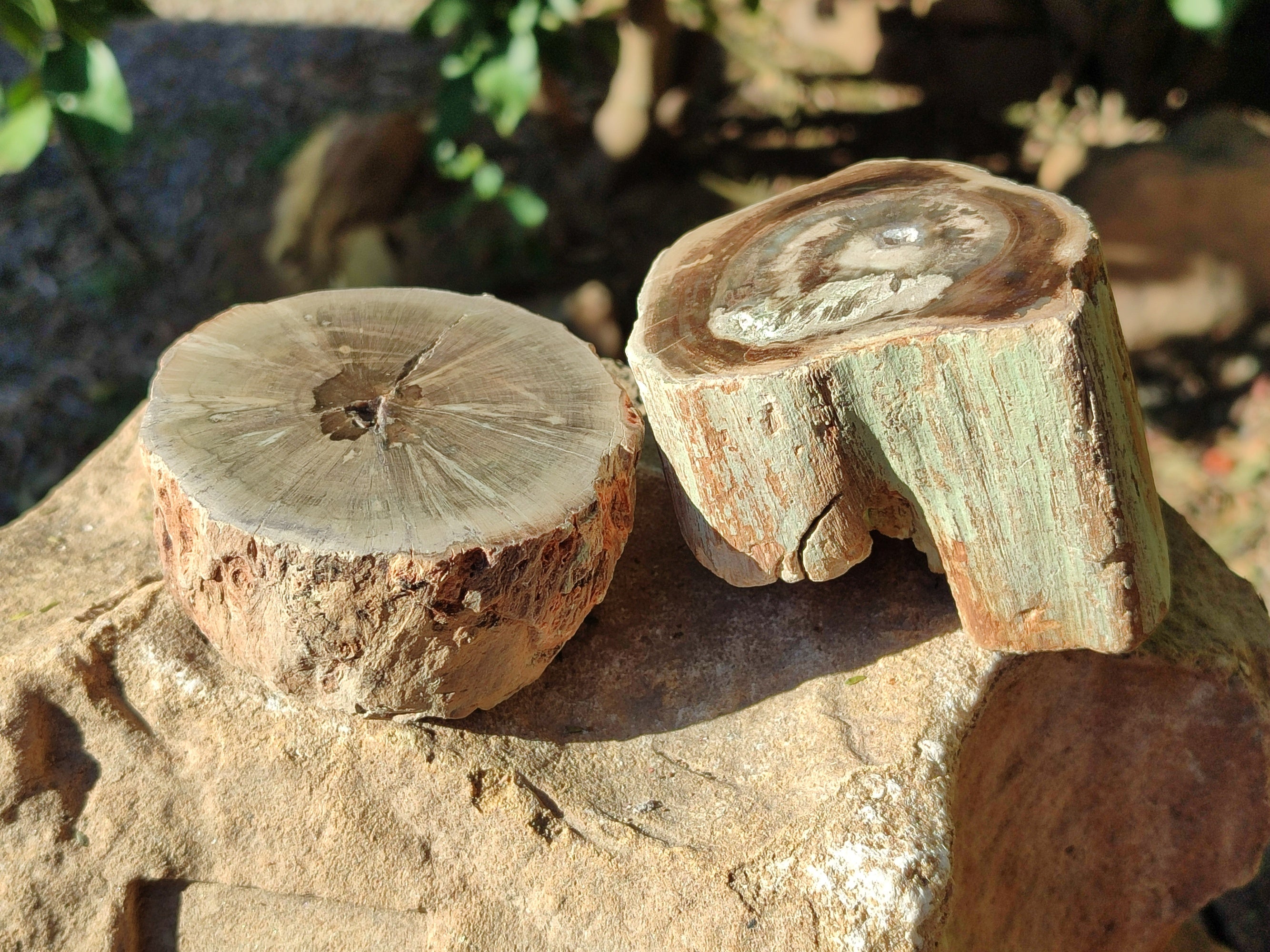 Polished Petrified Wood Branches x 4 From Gokwe, Zimbabwe - Toprock Gemstones and Minerals 