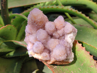 Natural Amethyst Spirit Quartz Clusters x 6 From Boekenhouthoek, South Africa