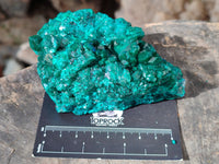 Natural Dioptase on Dolomite Matrix Specimens x 2 From Likasi, Congo
