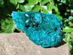 Natural Dioptase on Dolomite Matrix Specimens x 2 From Likasi, Congo - Toprock Gemstones and Minerals 