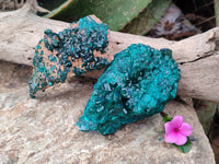 Natural Dioptase on Dolomite Matrix Specimens x 2 From Likasi, Congo