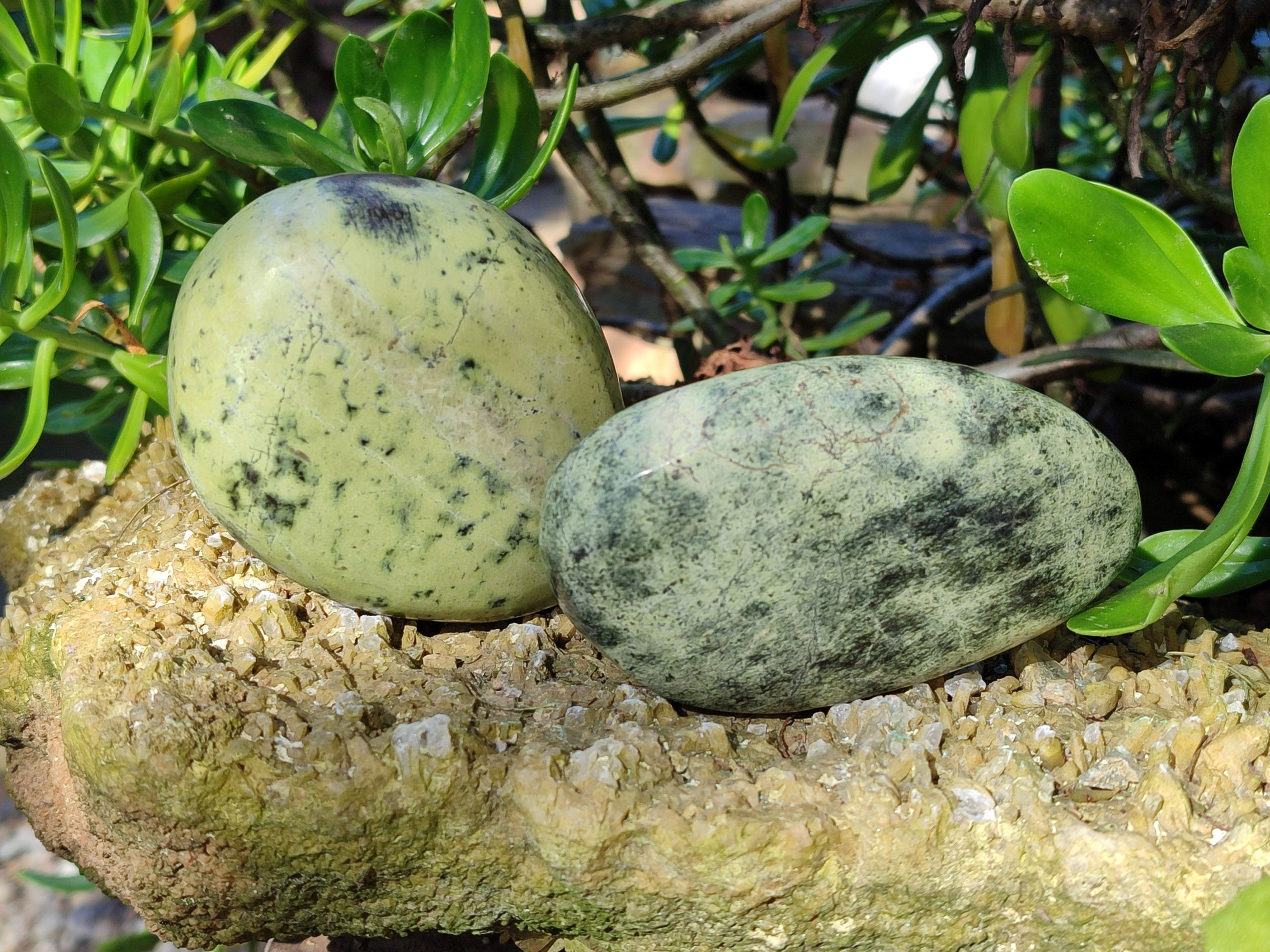 Polished Leopard Stone Standing Free Forms x 4 From Nyanga, Zimbabwe - Toprock Gemstones and Minerals 