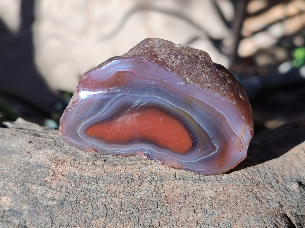 Polished On One Side Red Sashe River Agate Nodules x 12 From Zimbabwe - Toprock Gemstones and Minerals 