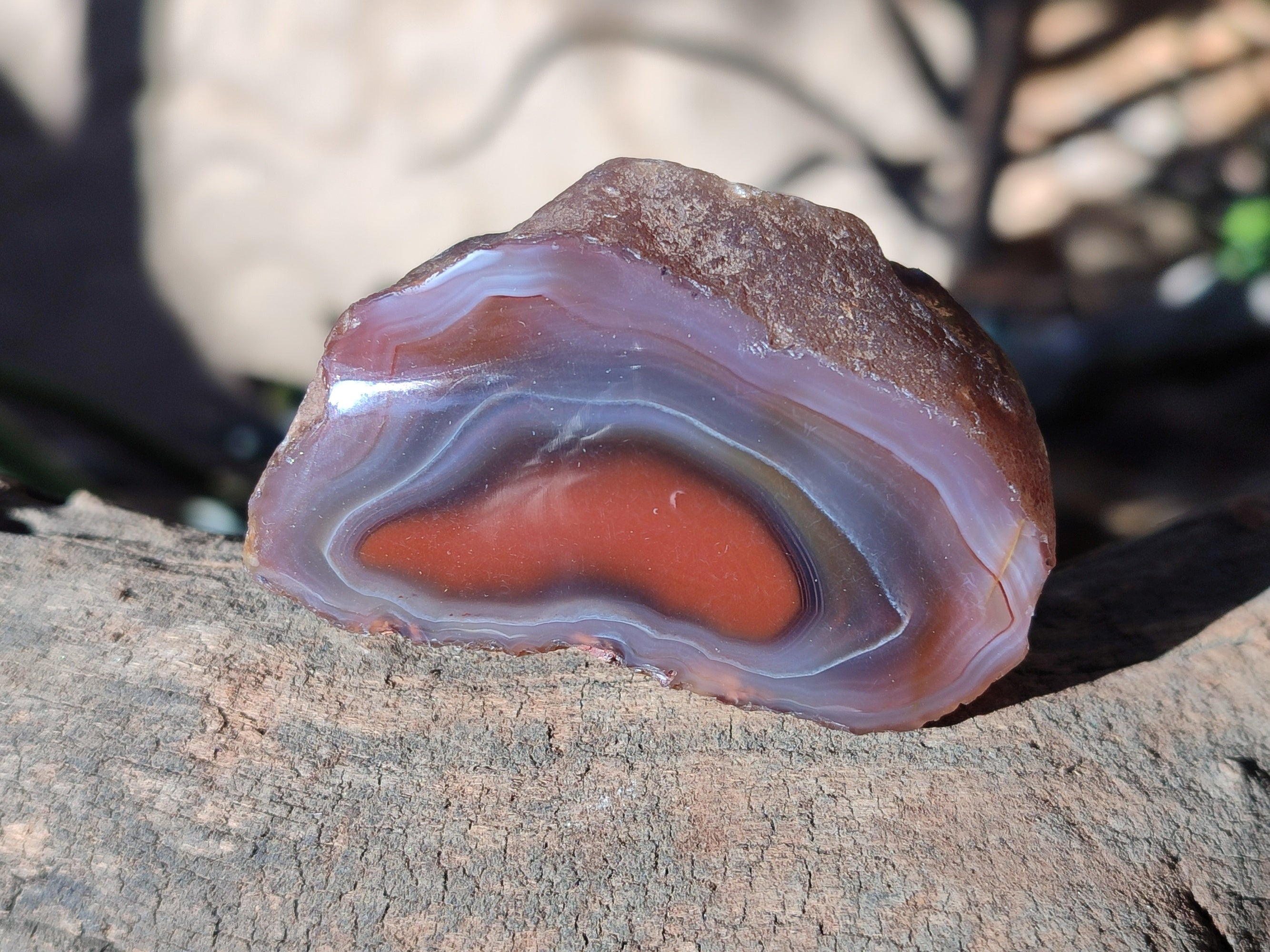 Polished On One Side Red Sashe River Agate Nodules x 12 From Zimbabwe - Toprock Gemstones and Minerals 