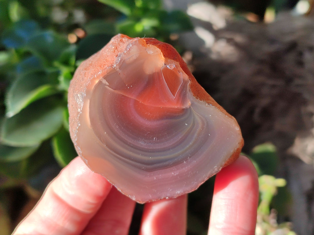 Polished On One Side Red Sashe River Agate Nodules x 12 From Zimbabwe - Toprock Gemstones and Minerals 