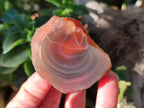 Polished On One Side Red Sashe River Agate Nodules x 12 From Zimbabwe - Toprock Gemstones and Minerals 