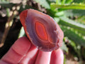 Polished On One Side Red Sashe River Agate Nodules x 12 From Zimbabwe - Toprock Gemstones and Minerals 