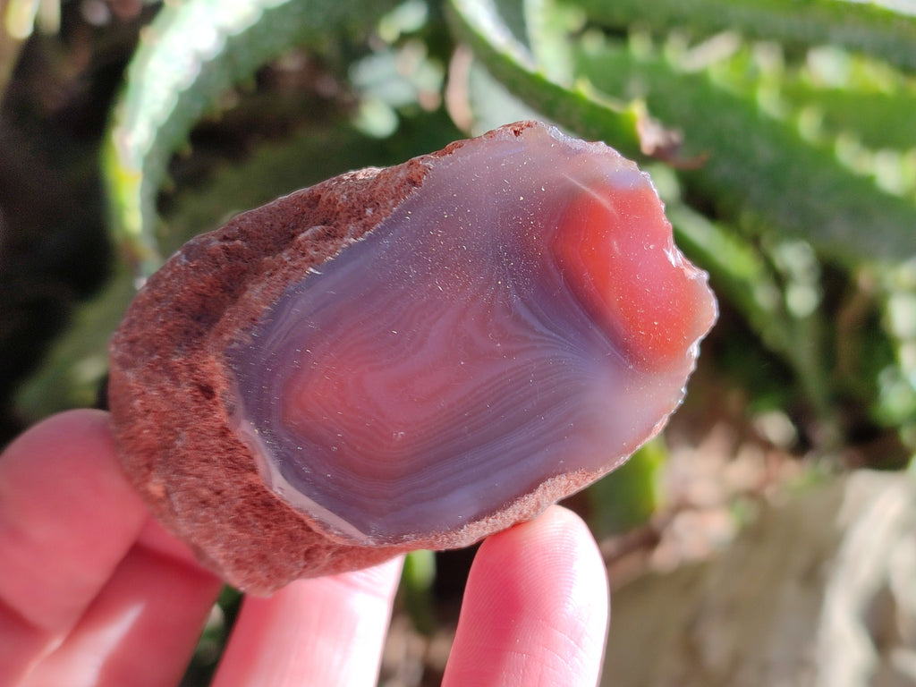 Polished On One Side Red Sashe River Agate Nodules x 12 From Zimbabwe - Toprock Gemstones and Minerals 