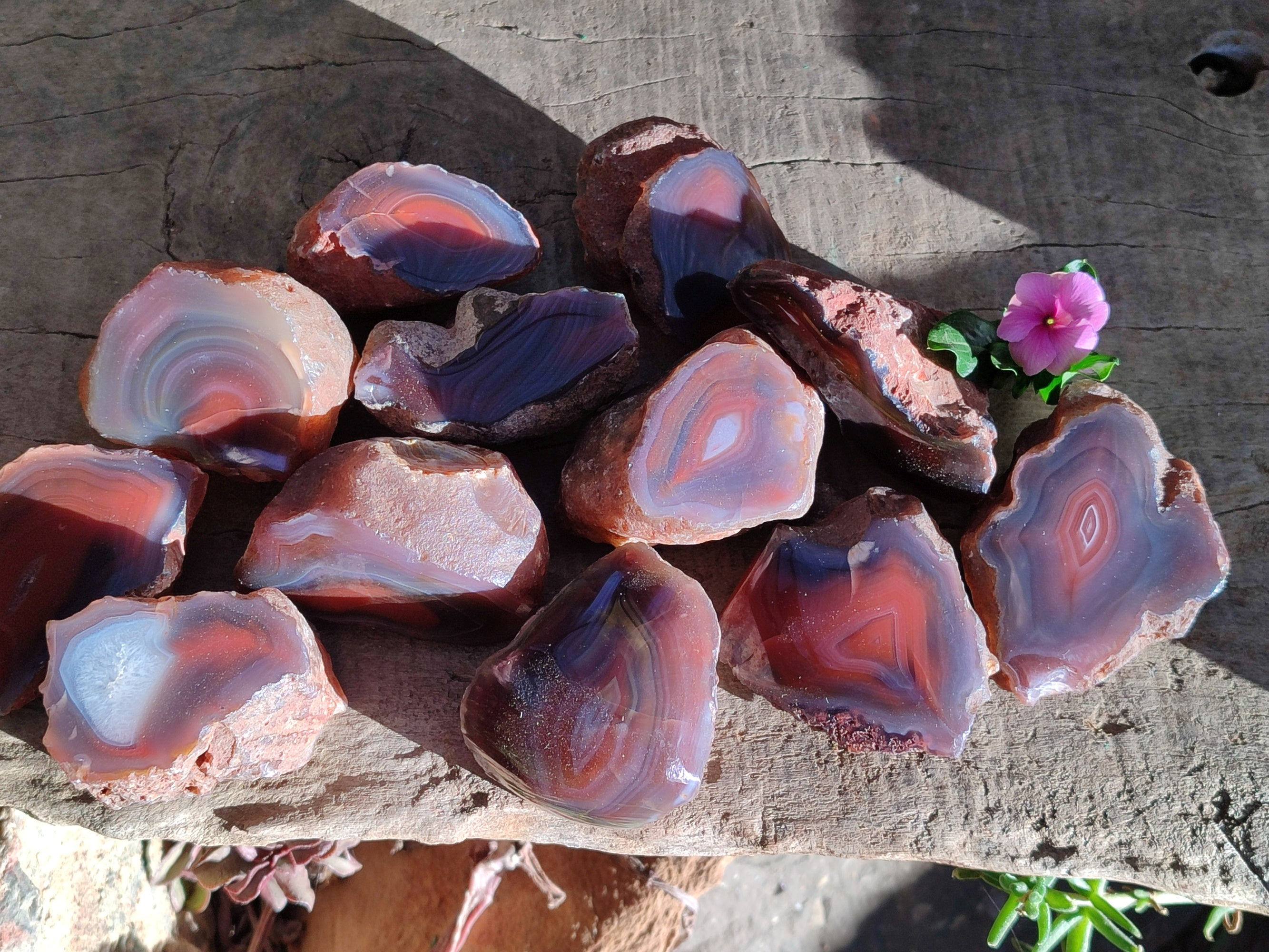 Polished On One Side Red Sashe River Agate Nodules x 12 From Zimbabwe - Toprock Gemstones and Minerals 
