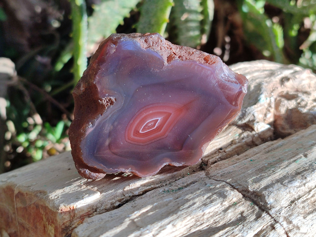 Polished On One Side Red Sashe River Agate Nodules x 12 From Zimbabwe - Toprock Gemstones and Minerals 