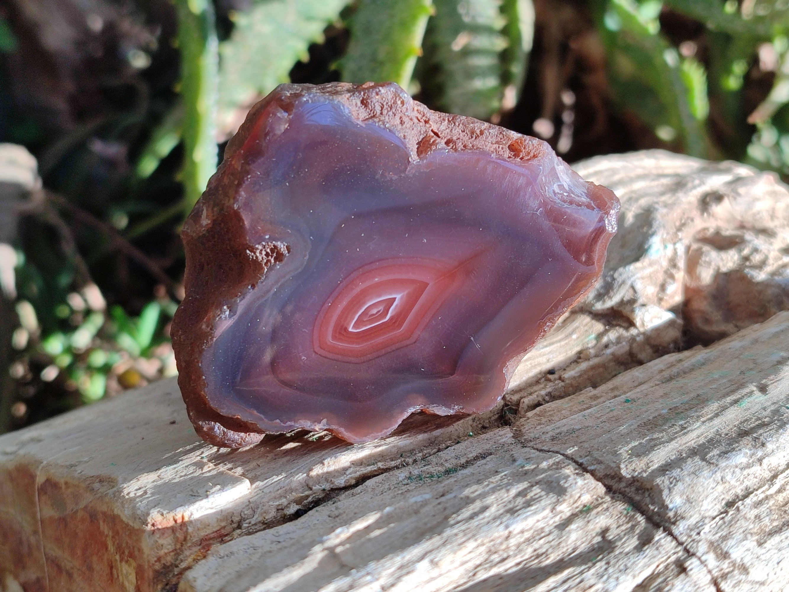Polished On One Side Red Sashe River Agate Nodules x 12 From Zimbabwe - Toprock Gemstones and Minerals 