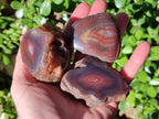 Polished On One Side Red Sashe River Agate Nodules x 12 From Zimbabwe - Toprock Gemstones and Minerals 