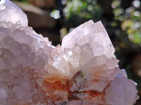 Natural Cactus Flower Amethyst Spirit Clusters x 4 From South Africa